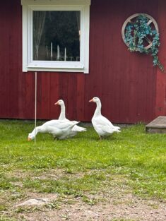 Lilla Hult Schweden 2